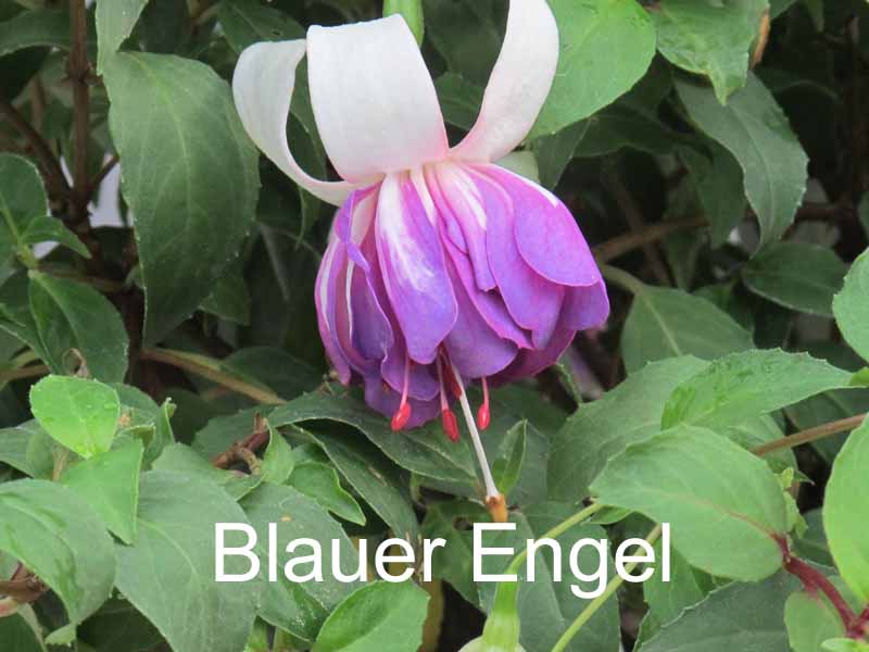 Blauer_Engel - Gärtnerei Bechtel